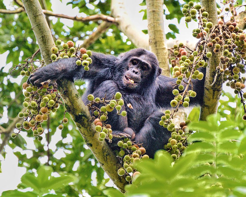 Nyungwe Forest