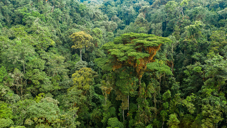 Nyungwe Forest 2